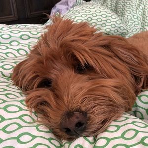 Meet your Posher, Keertana